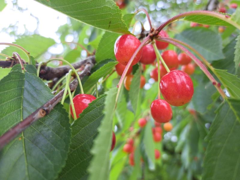 Rote Spitzbühler.jpg