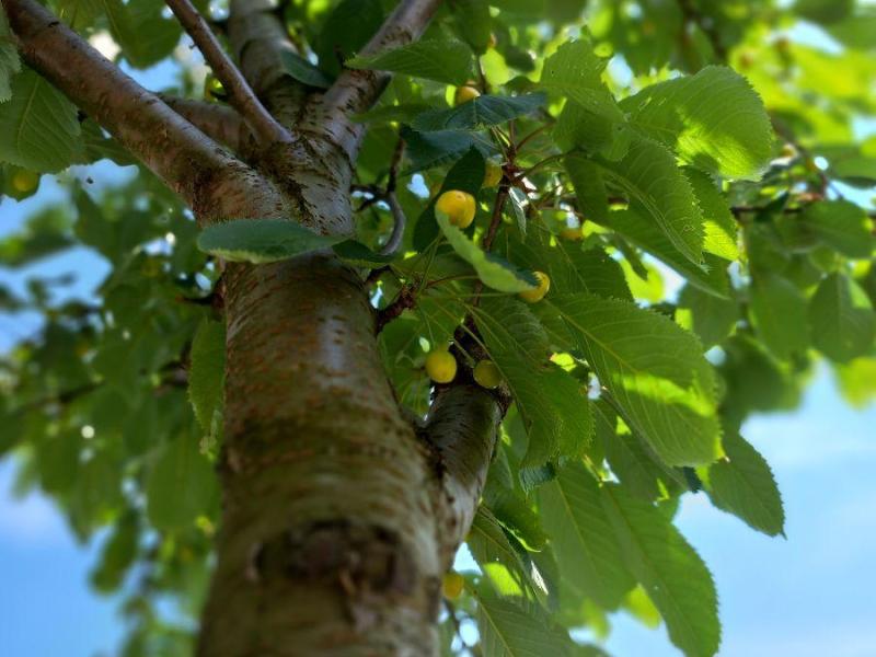 Rote Schwyzerkirsche.jpg